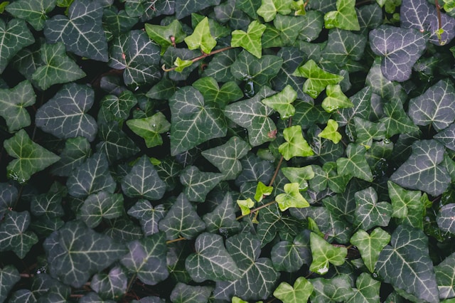 English Ivy (Hedera helix) is also toxic to cats.