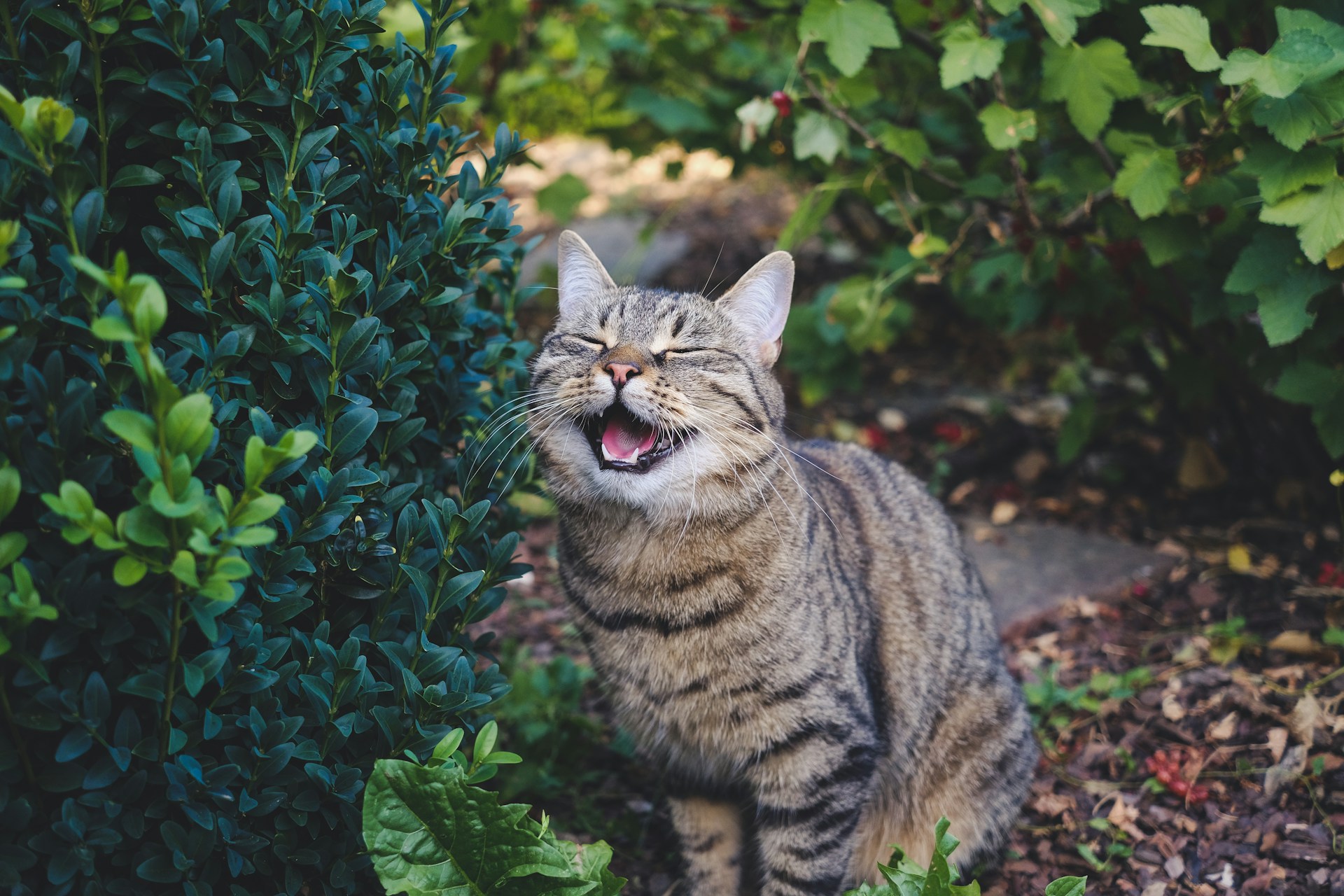 A happy cat