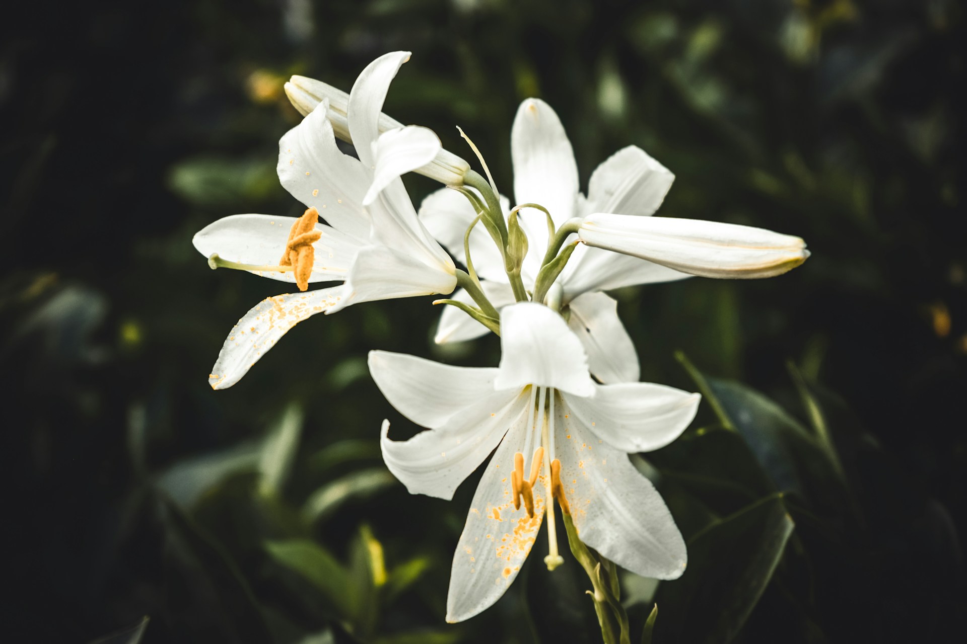 Easter lilies - beautiful but dangerous to cats.