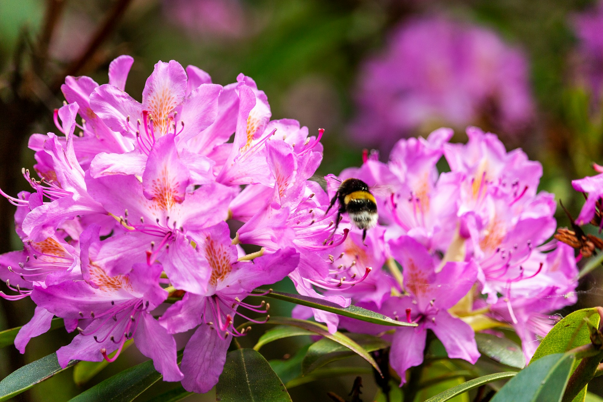 Bright pink rhododendron flowers, beautiful but harmful to felines.