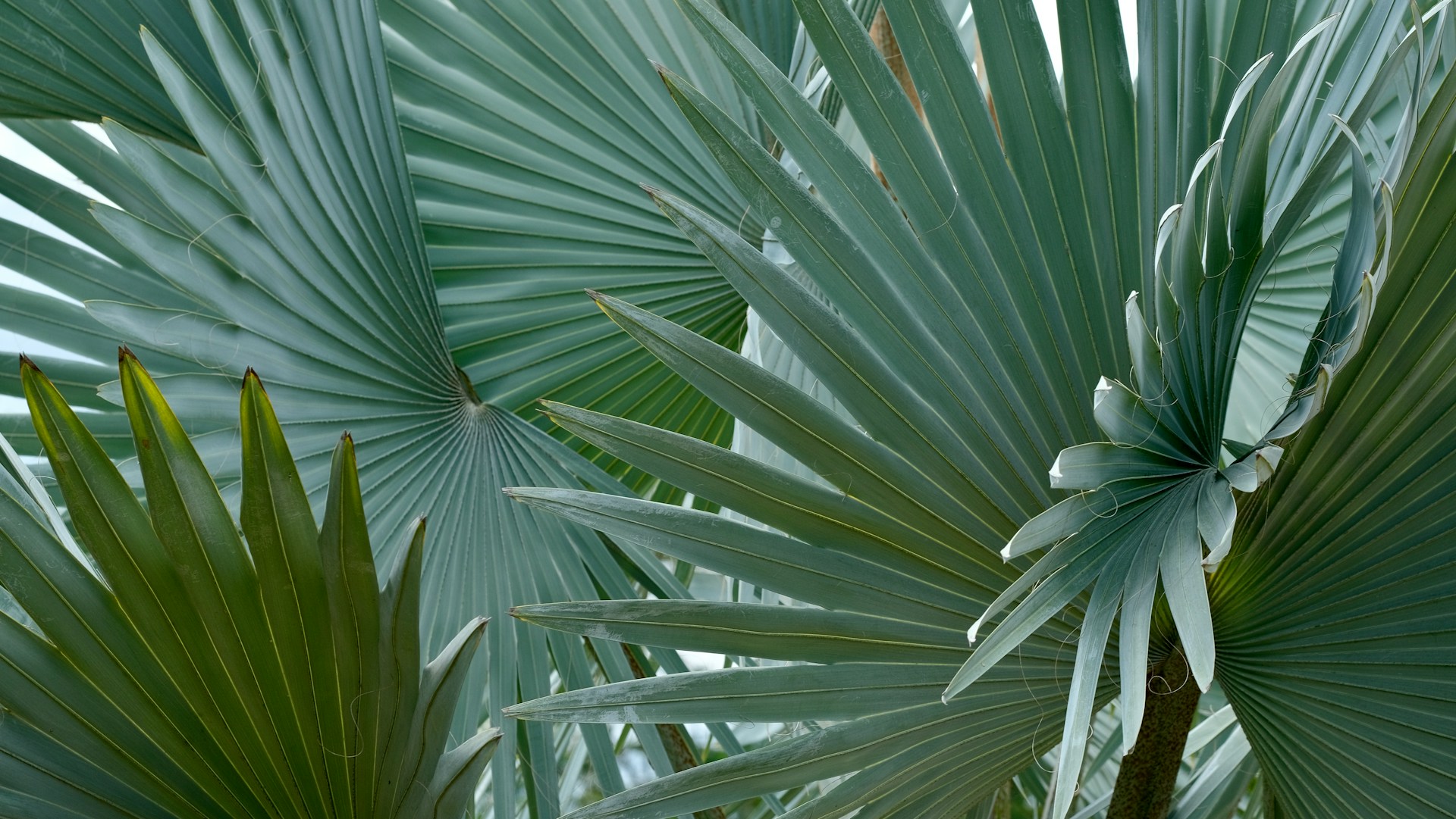 A sago palm showing its distinctive feathery leaves.