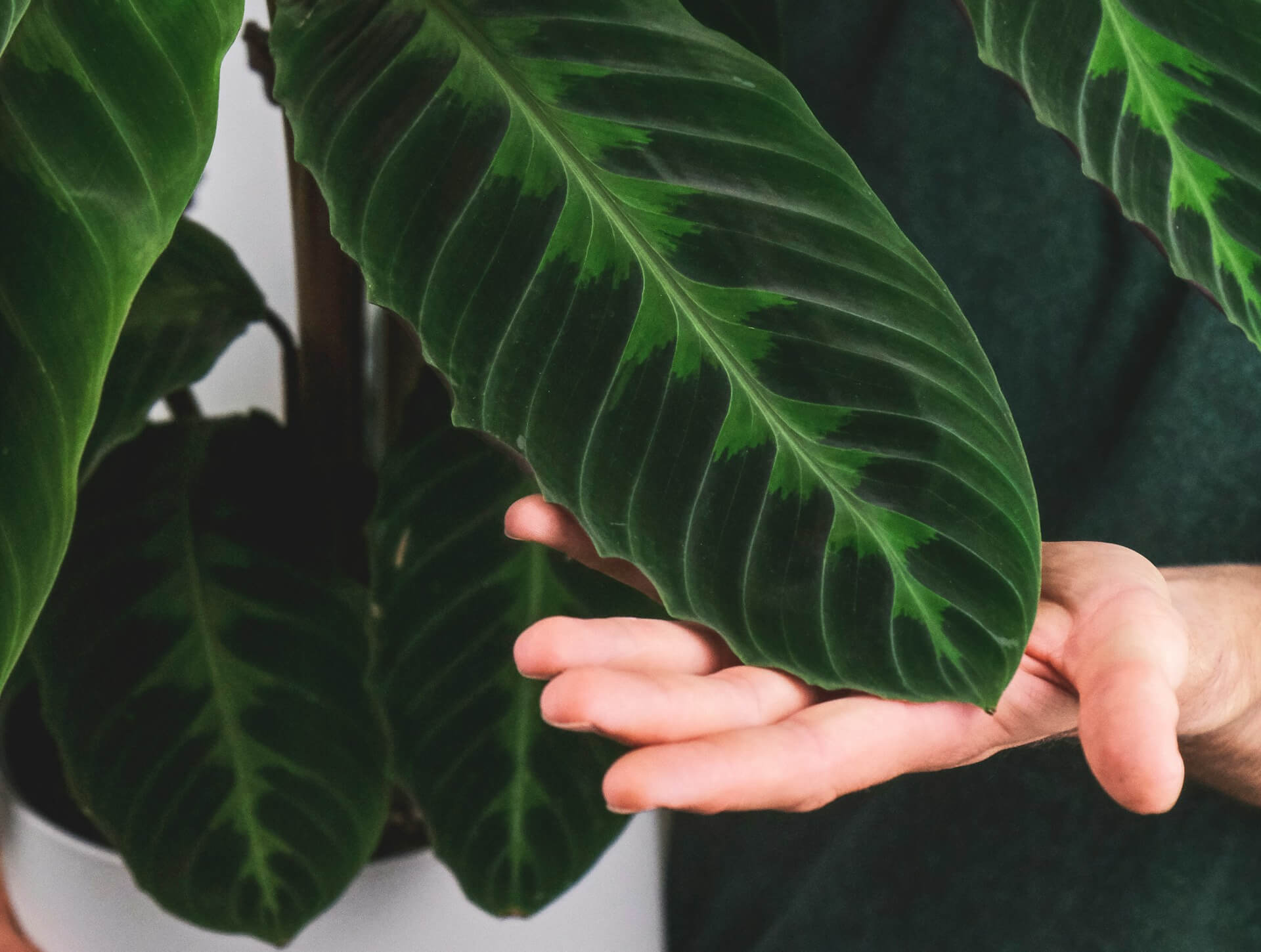 Close-up of someone inspecting the underside of a houseplant leaf